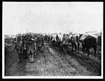 O.1005Canadian troops returning from trenches pass pack mules loaded with ammunition on way to the guns