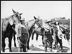 L.547Gas mask drill for artillery horses