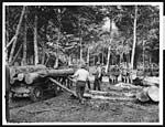 L.1025Watching loggers at work in a French forest