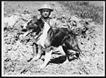 N.406Bruce, a well known messenger dog who is always working under shell fire in the line