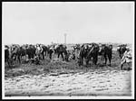 N.415British and French Cavalry grazing their horses together after an engagement