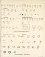 Plate IStages of development of tertian parasite