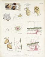 Plate IISclerotial blights, & mites associated with that of potatoe-tubers