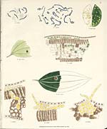 Plate I foldout openSchizomycetes, mycoidea, and nymphae blight