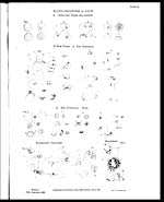 Plate IXBlood-organisms of ague