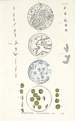 Plate IVObservations Rajahmundri 1901