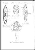 Plate XXXI